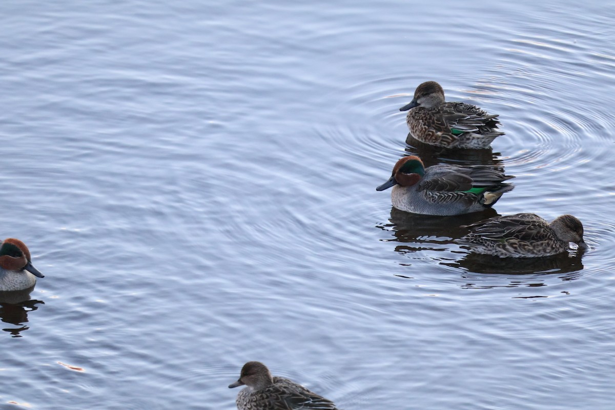 krikkand - ML645370206