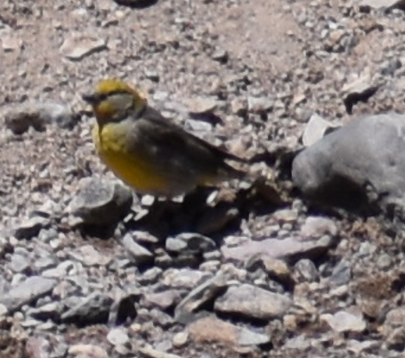 Greater Yellow-Finch - ML645370210