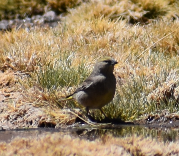 Greater Yellow-Finch - ML645370211