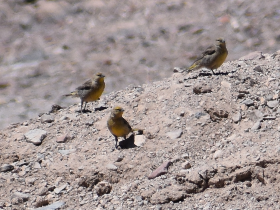Greater Yellow-Finch - ML645370212