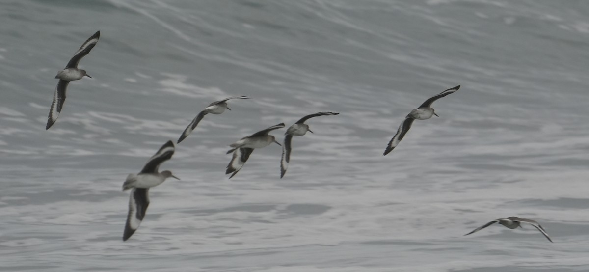 Willet - ML645370225