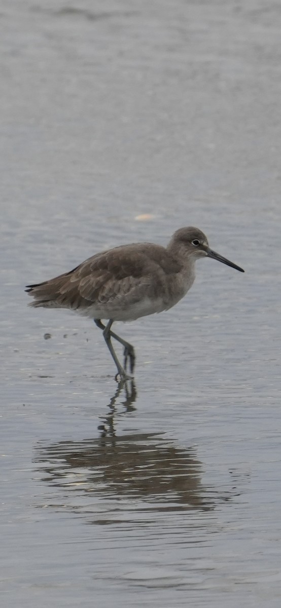 Willet - ML645370226