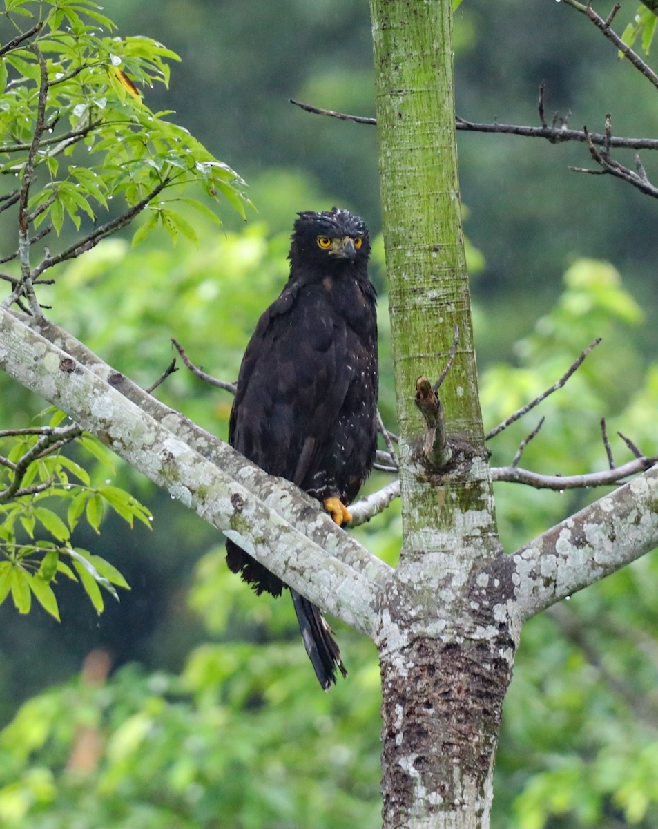 Black Hawk-Eagle - ML645370246