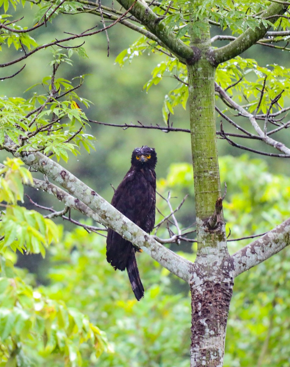 Black Hawk-Eagle - ML645370247