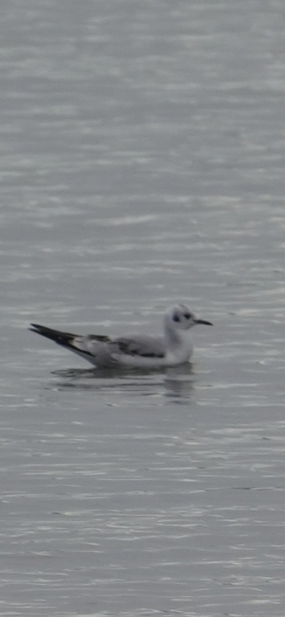 Bonaparte's Gull - ML645370251