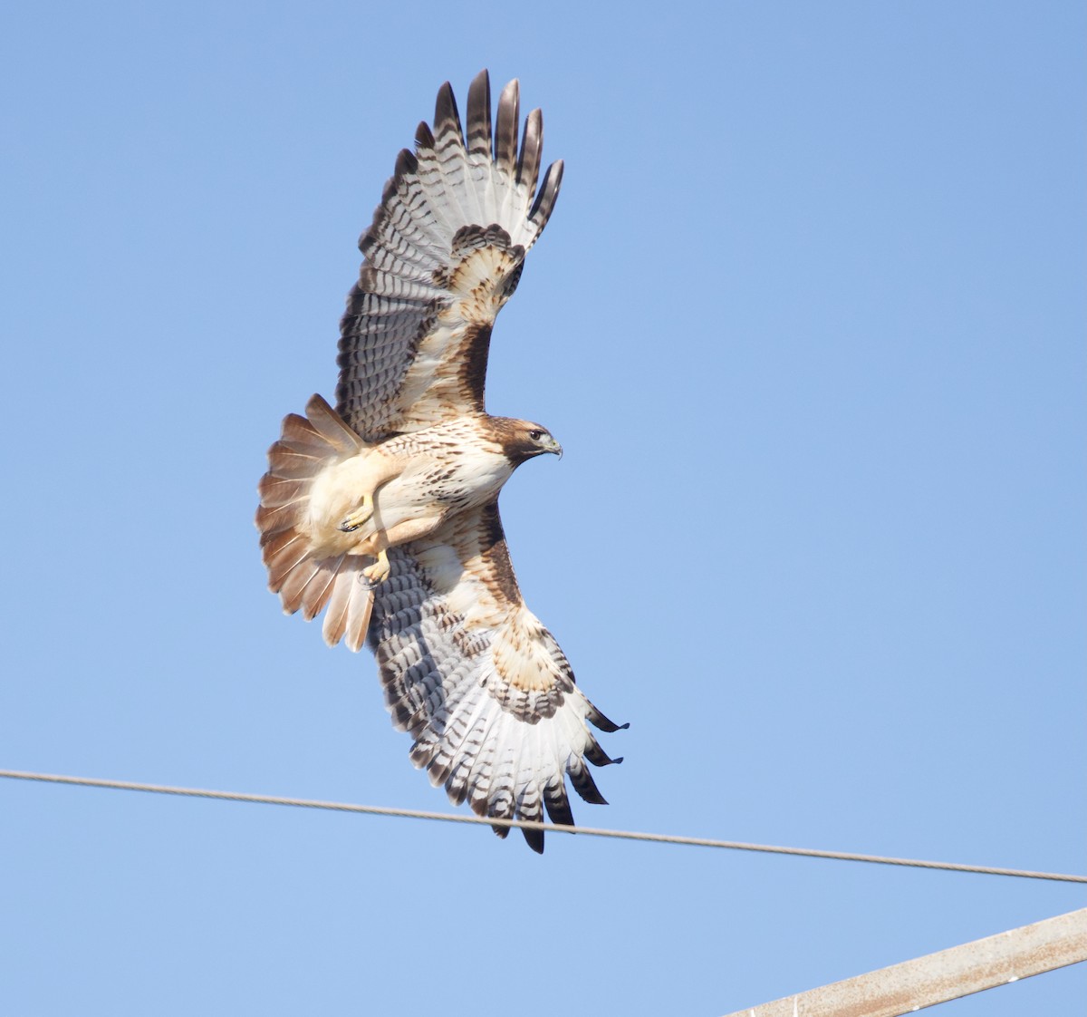 Red-tailed Hawk - ML645370254