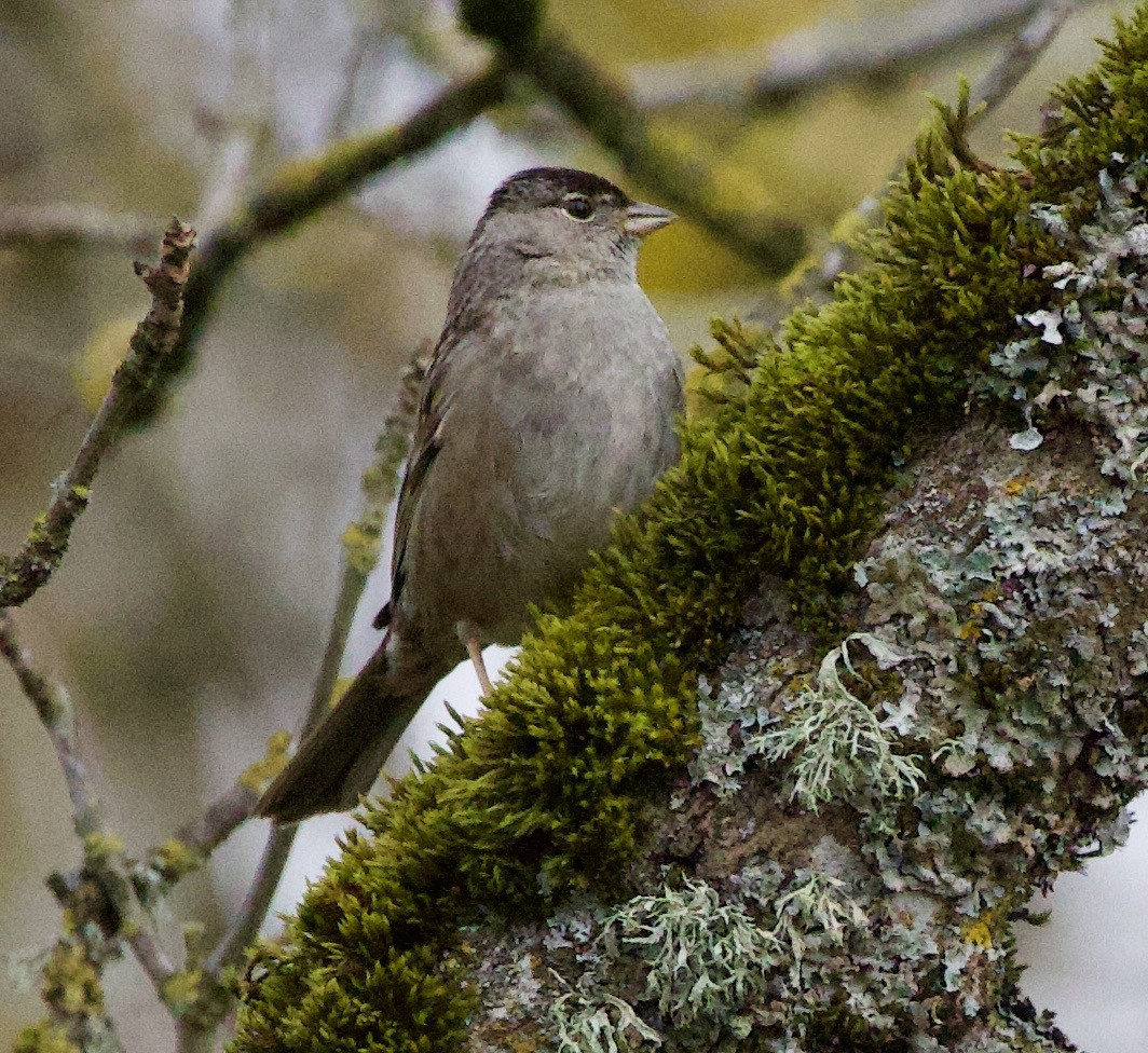 Golden-crowned Sparrow - ML645370257