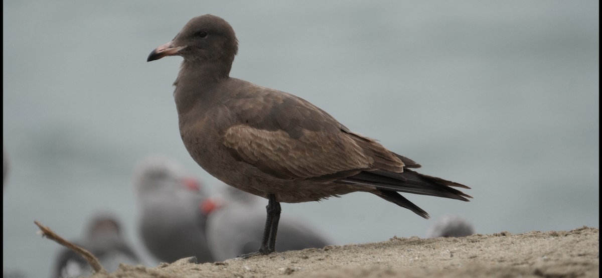 Heermann's Gull - ML645370259