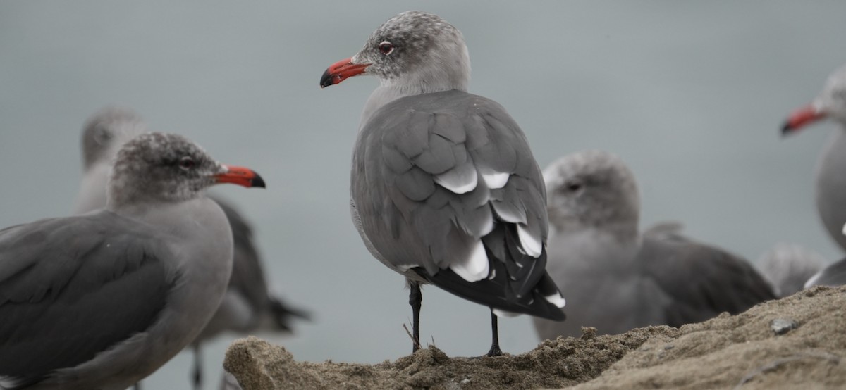 Heermann's Gull - ML645370260