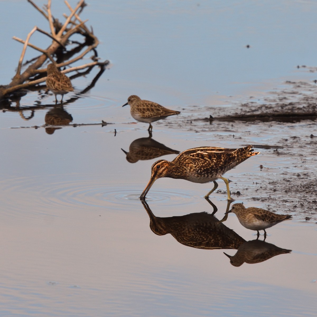 アメリカタシギ - ML645370265