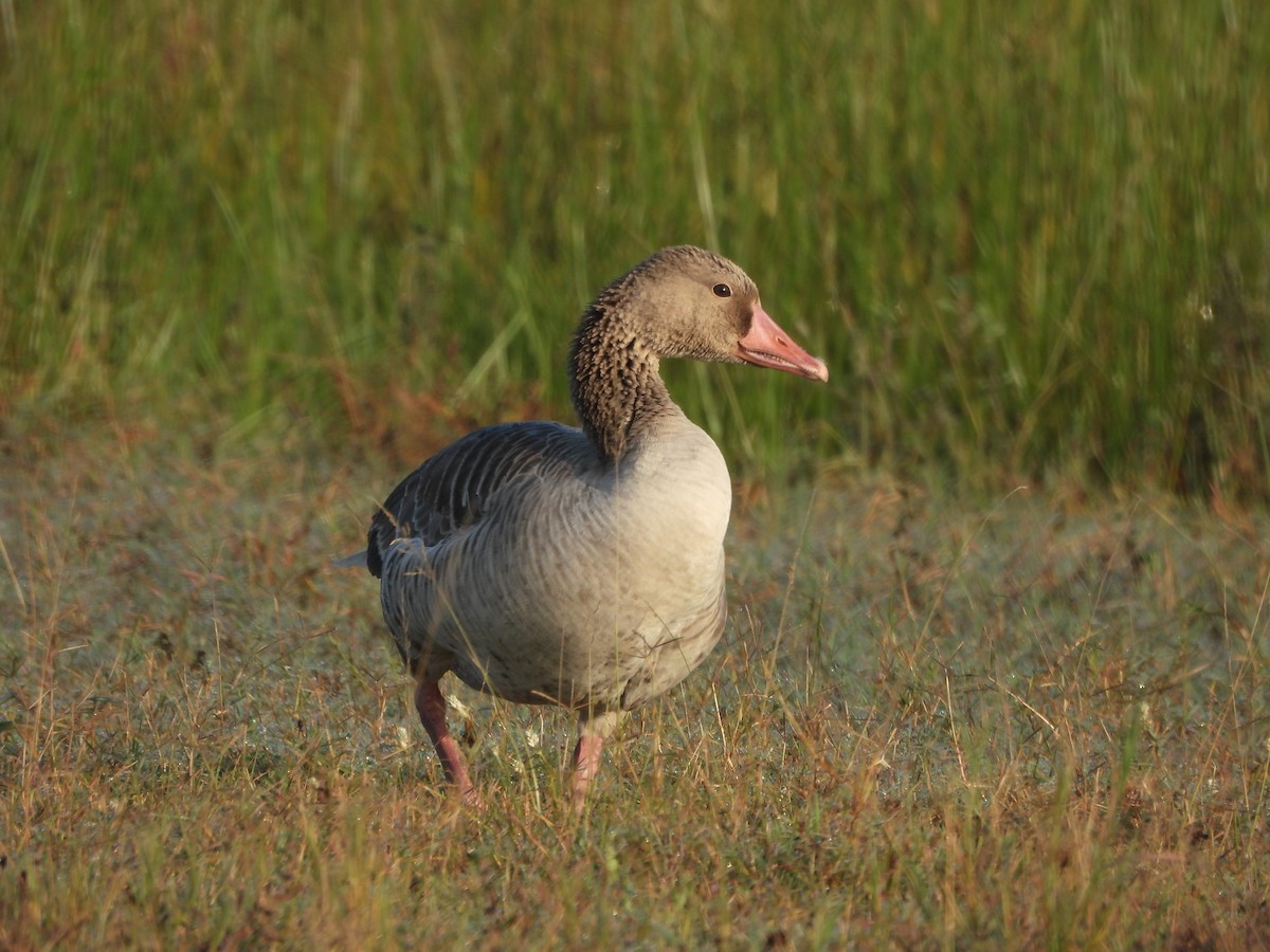 灰雁 - ML645370269