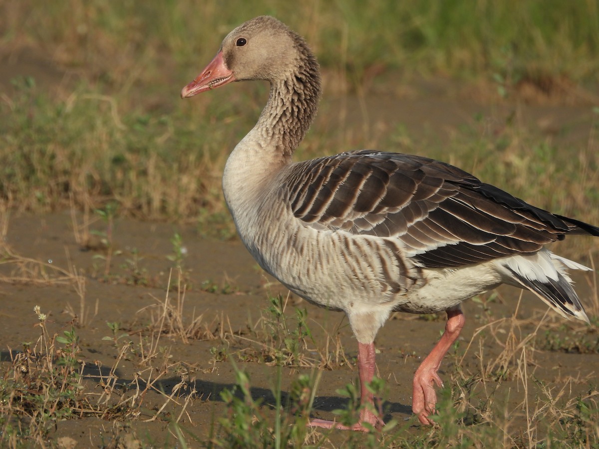 灰雁 - ML645370270