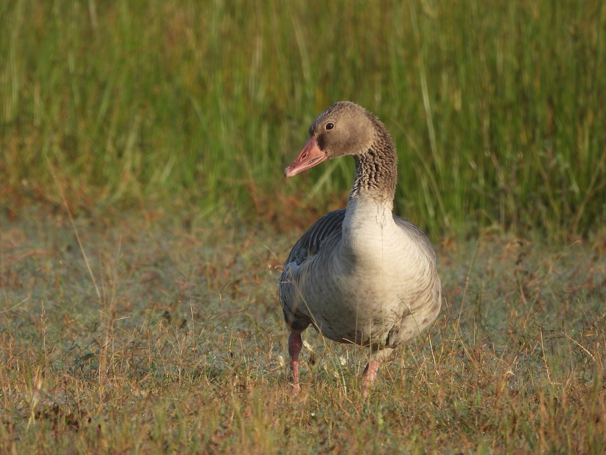 灰雁 - ML645370271