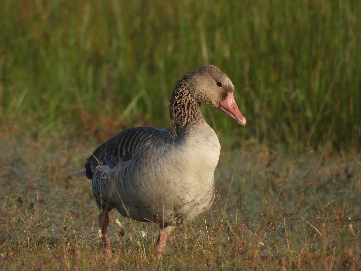 灰雁 - ML645370272