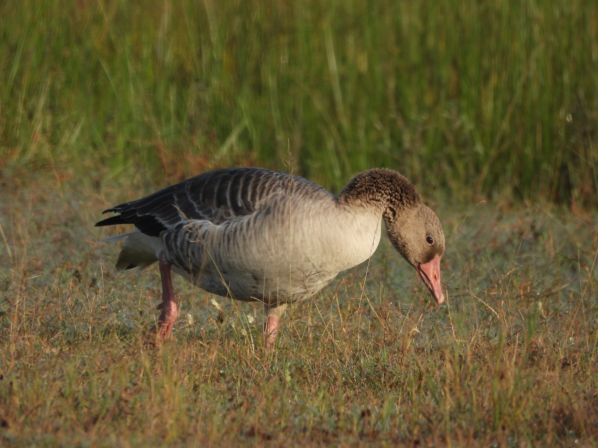 灰雁 - ML645370273