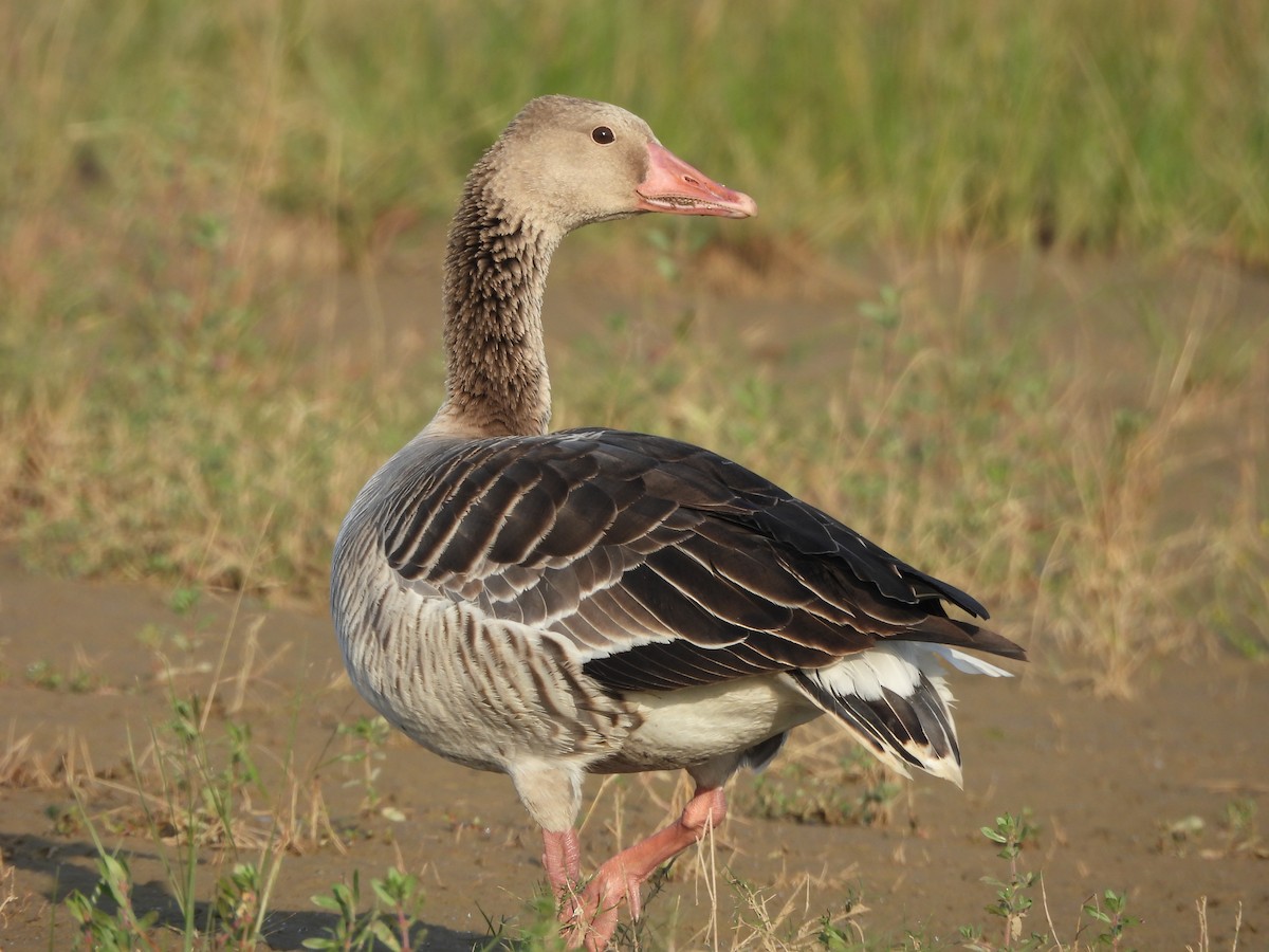 灰雁 - ML645370274