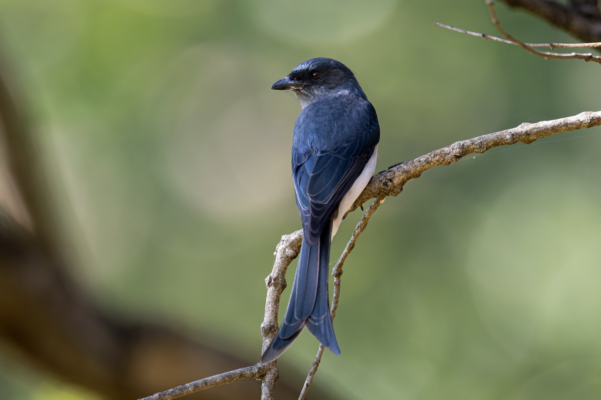 White-bellied Drongo - ML645370277