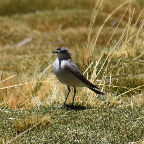 Black-fronted Ground-Tyrant - ML645370279