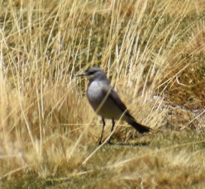 Black-fronted Ground-Tyrant - ML645370281