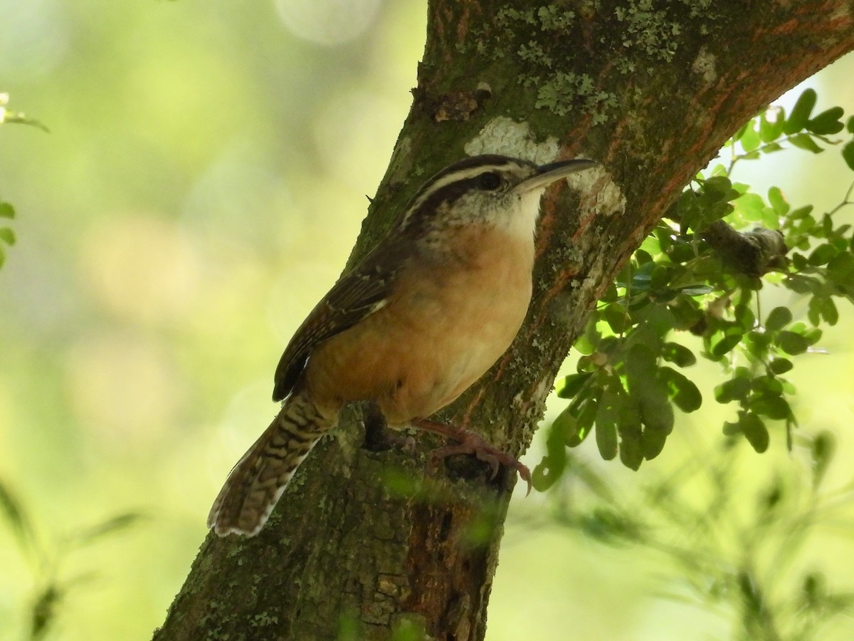 střízlík karolínský [skupina berlandieri] - ML645370282