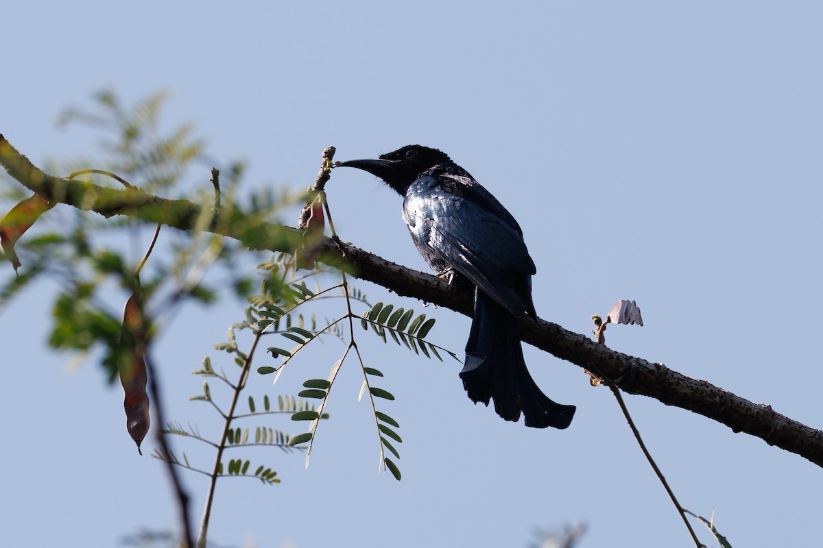 Hair-crested Drongo - ML645370284