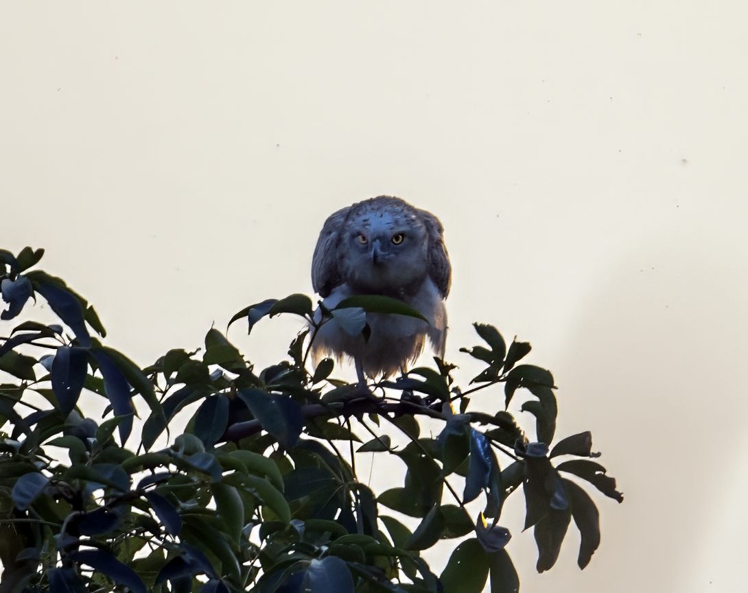 orlík krátkoprstý - ML645370289