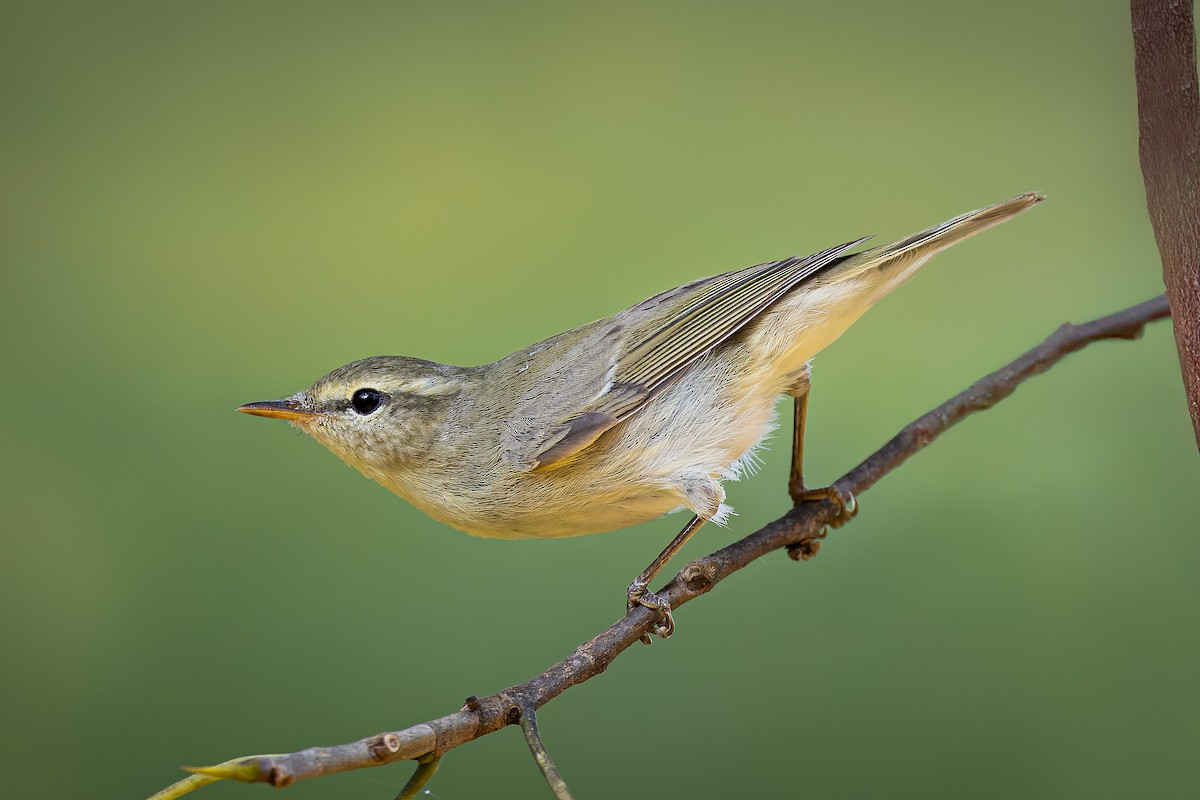 budníček zelený - ML645370290