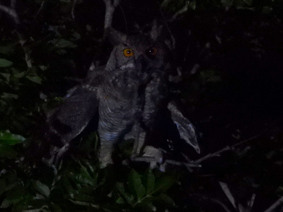 Пугач віргінський - ML645370291