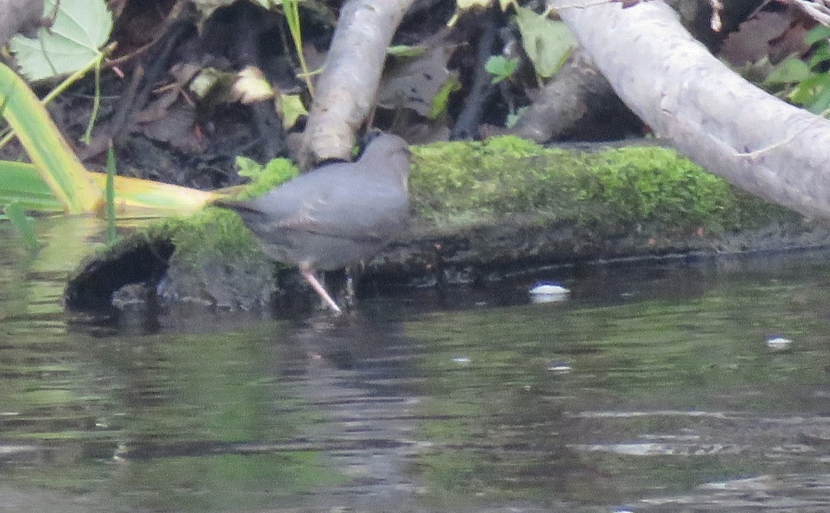 American Dipper - ML645370293