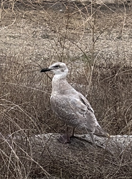 Glaucous-winged Gull - ML645370312