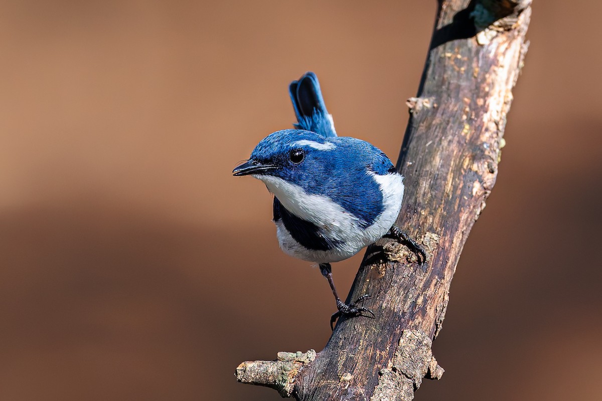 Ultramarine Flycatcher - ML645370327