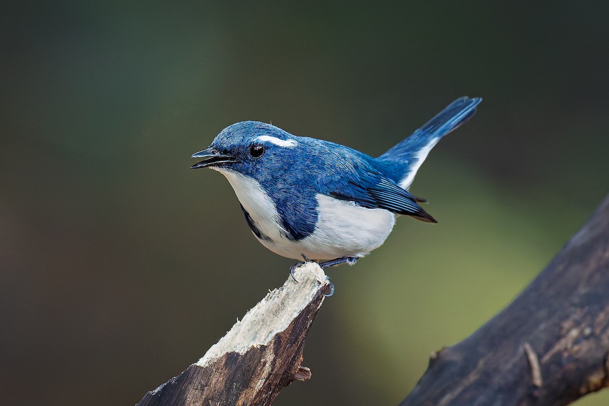 Ultramarine Flycatcher - ML645370328