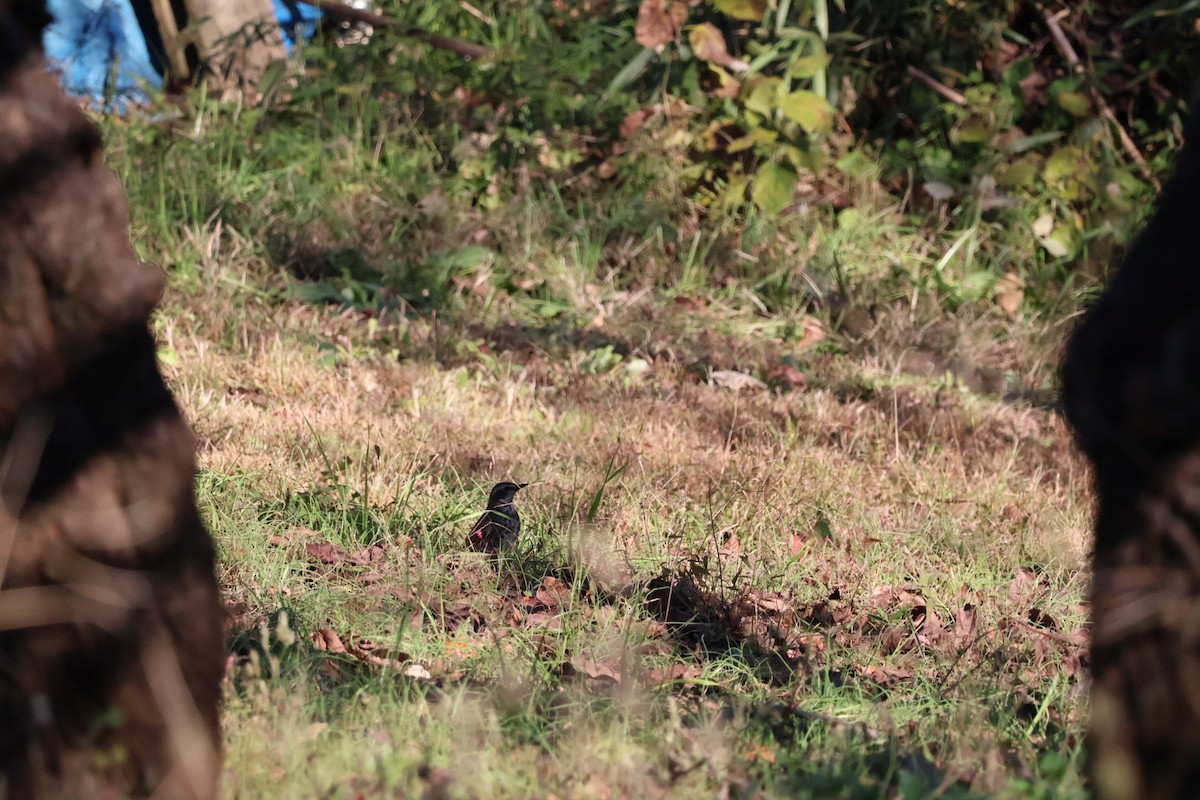 svartflekktrost - ML645370329