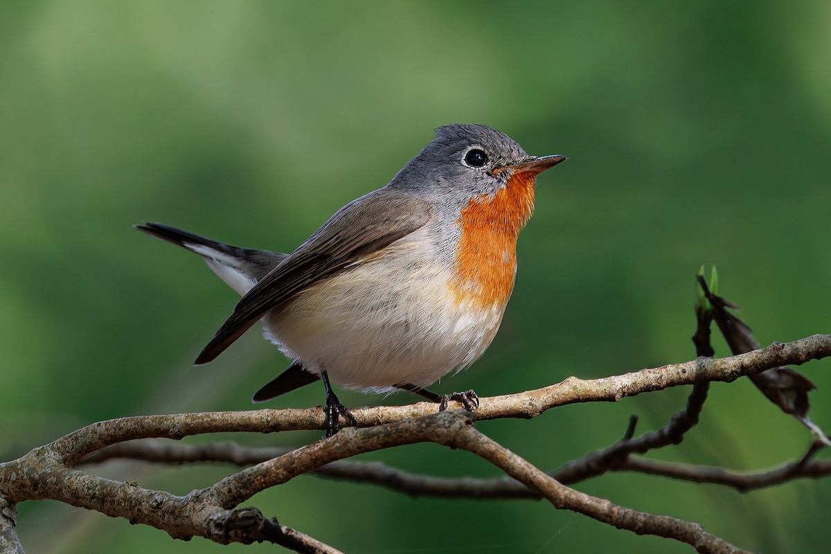 Red-breasted Flycatcher - ML645370331