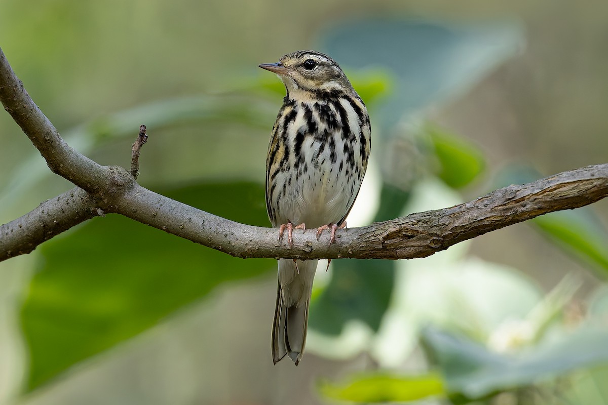Olive-backed Pipit - ML645370336