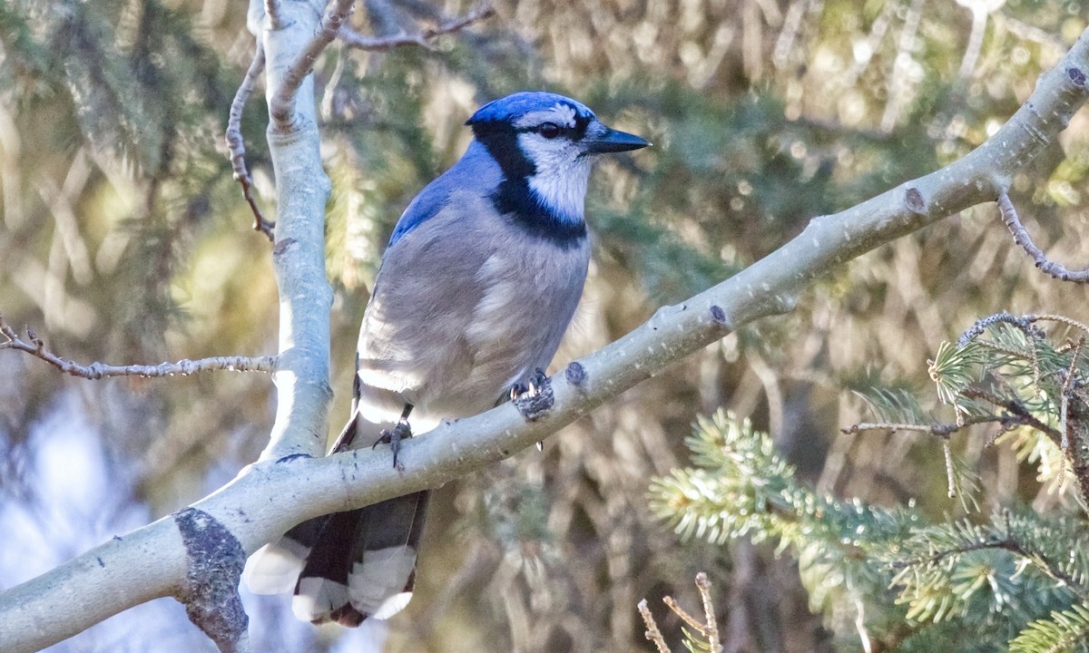 Blue Jay - ML645370338