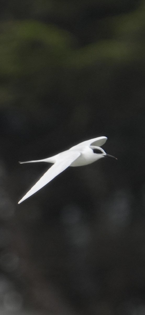 Forster's Tern - ML645370343