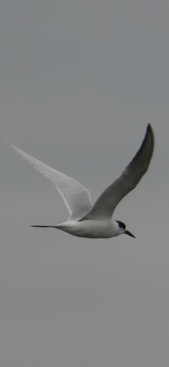 Forster's Tern - ML645370345