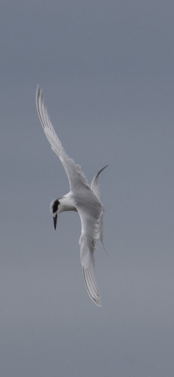 Forster's Tern - ML645370346