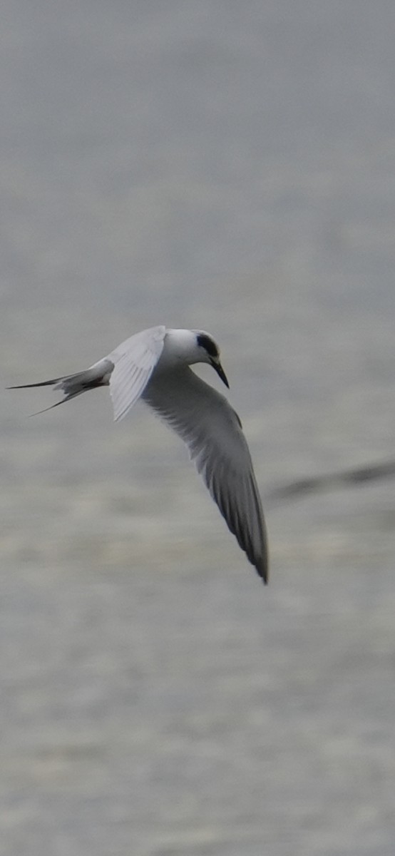 Forster's Tern - ML645370347