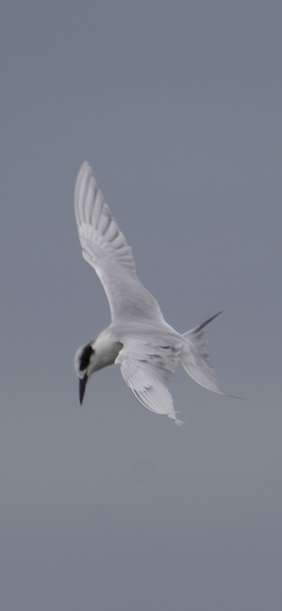 Forster's Tern - ML645370348