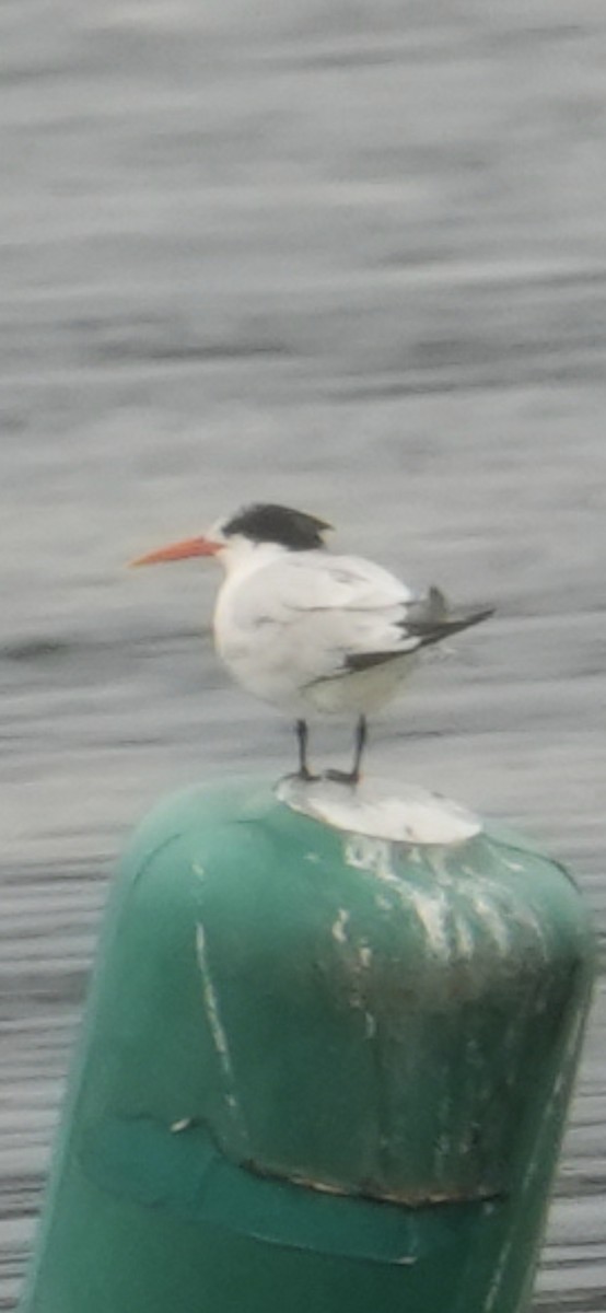 Elegant Tern - ML645370366