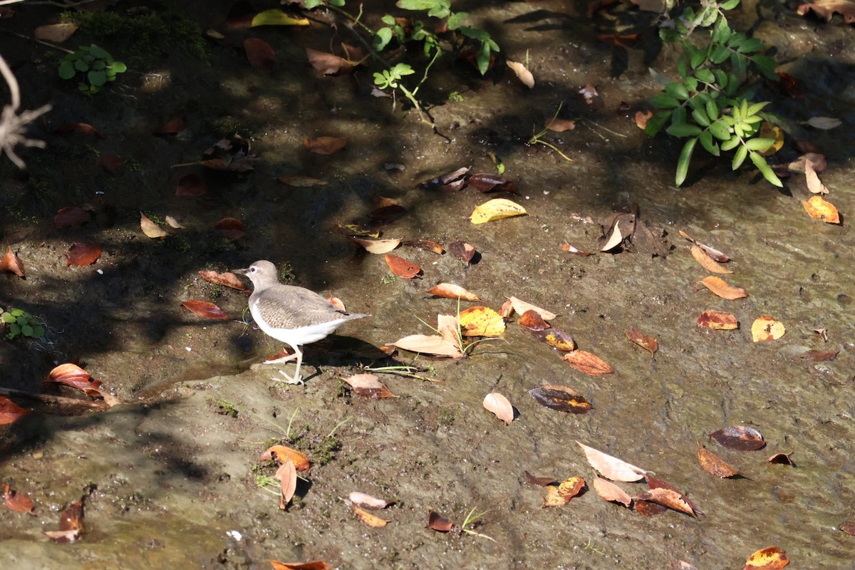 strandsnipe - ML645370367