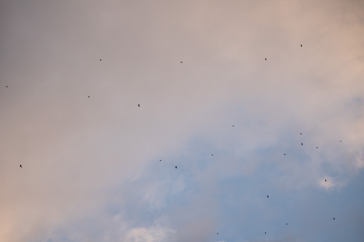 American Robin - ML645370368