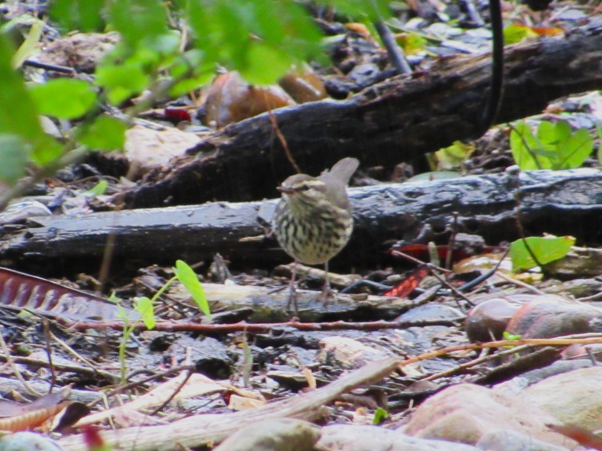 Northern Waterthrush - ML645370371