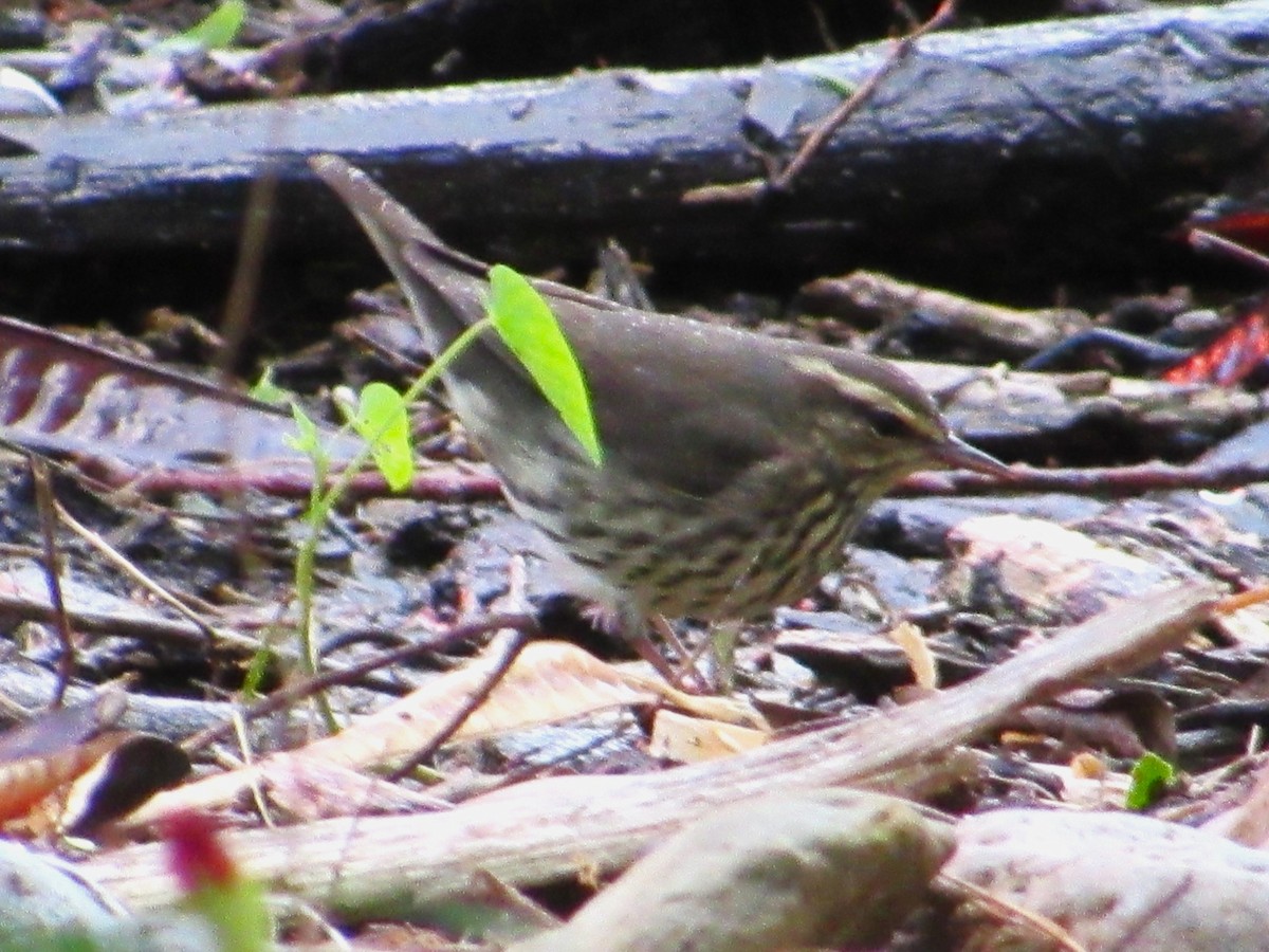 Northern Waterthrush - ML645370372