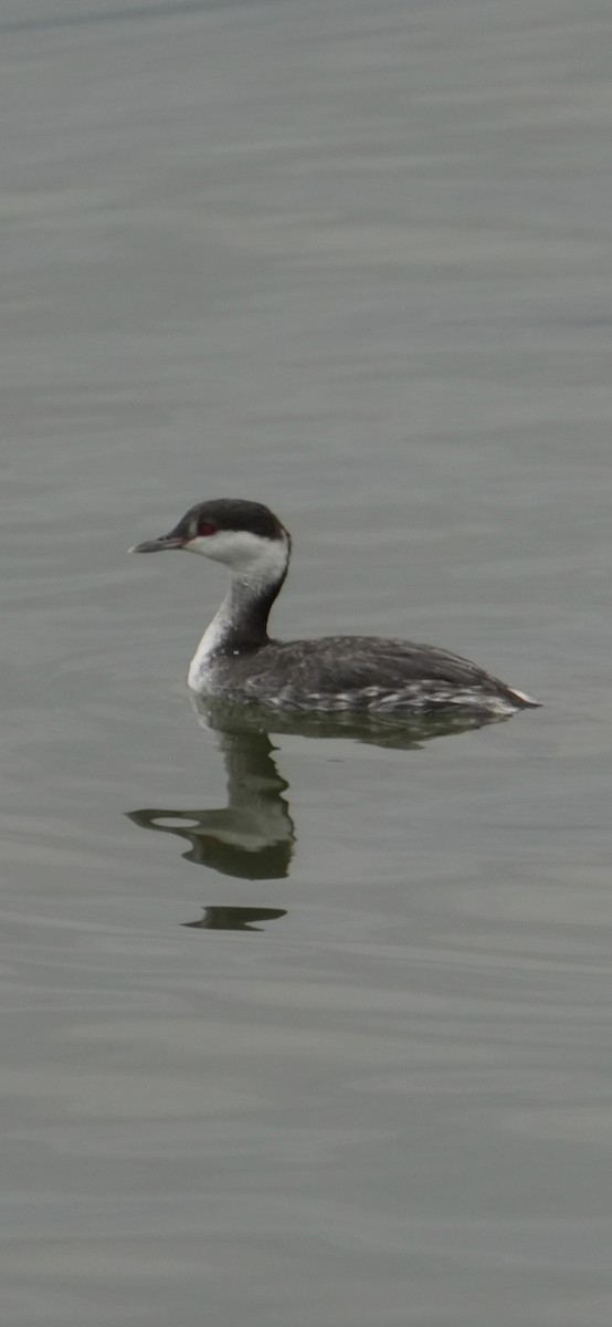 Horned Grebe - ML645370377