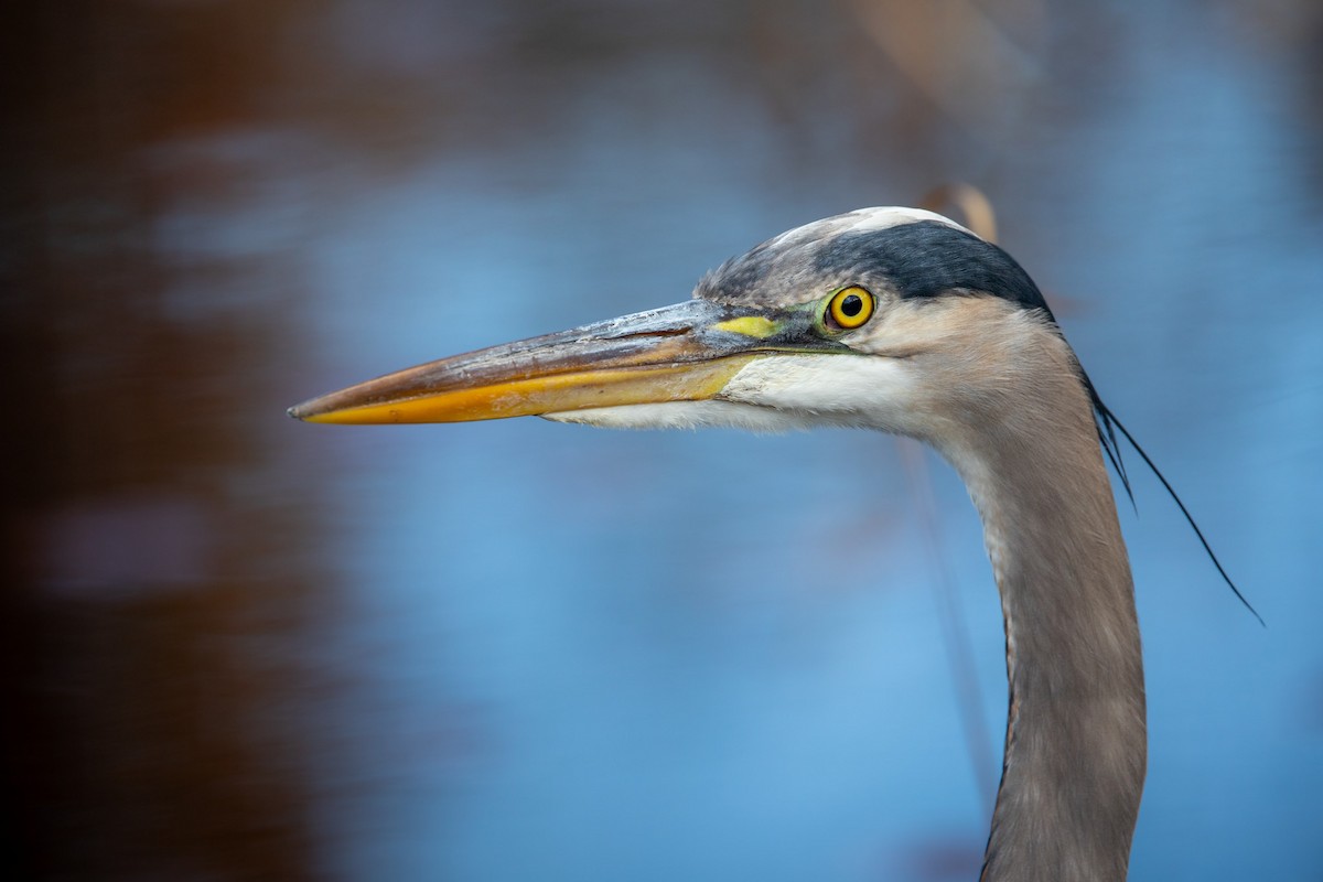 Great Blue Heron - ML645370382