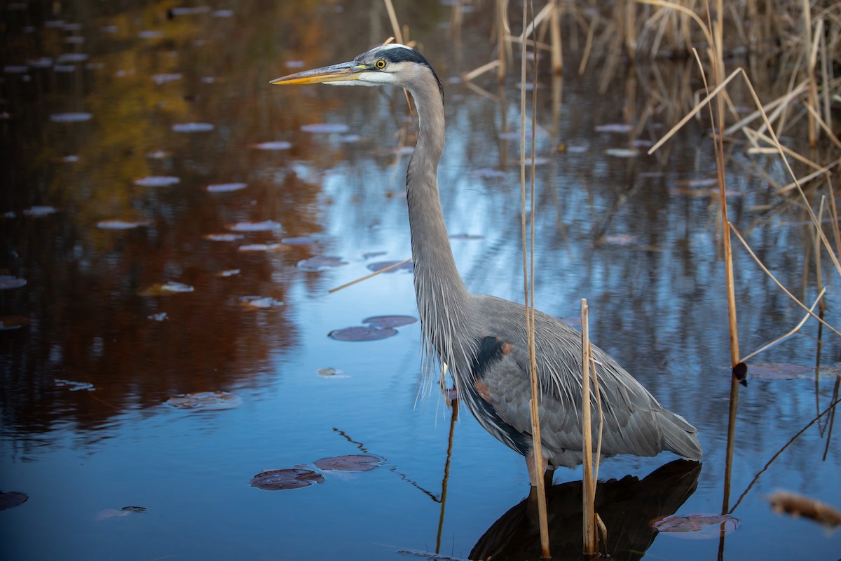Great Blue Heron - ML645370383