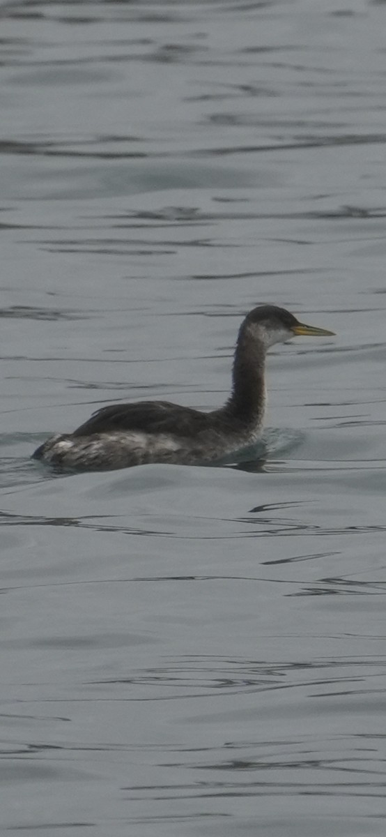 Буурал шунгуур - ML645370384